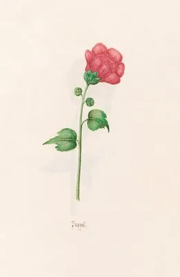 Pappel (1692) (Pappel (1692))