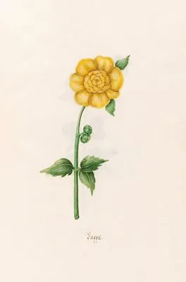 Pappel (1692) (Pappel (1692))