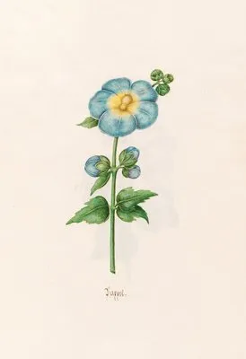 Pappel (1692)