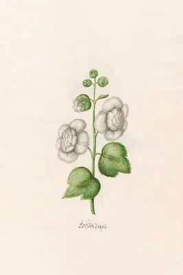Gefülte Pappel (1692)