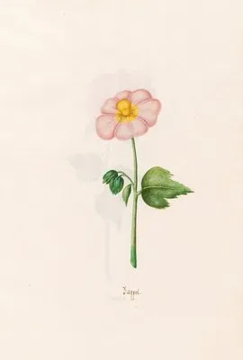 Pappel (1692) (Pappel (1692))