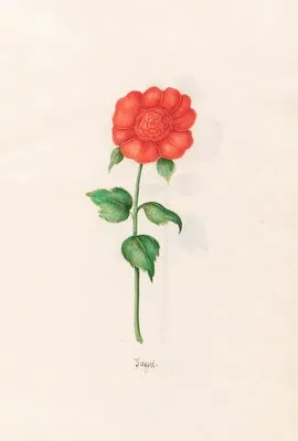 Pappel (1692) (Pappel (1692))