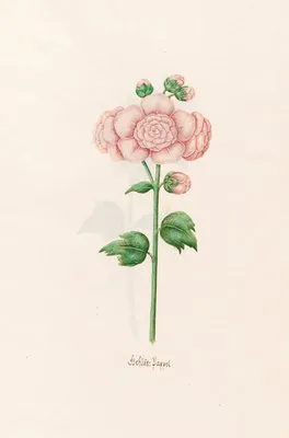 Gefült. Pappel (1692)