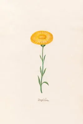 Ringelblüm (1692)