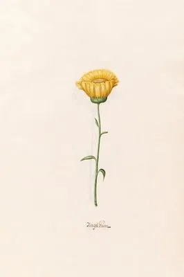 Ringelblüm (1692)