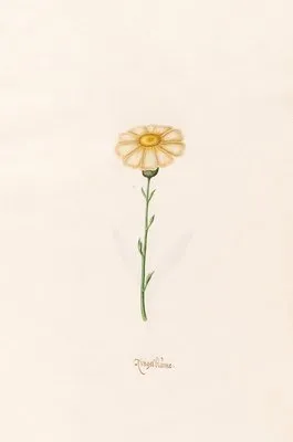 Ringelblüm (1692)