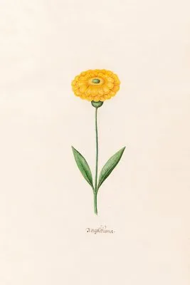 Ringelblüm (1692)