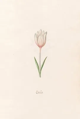Crocüs (1692)