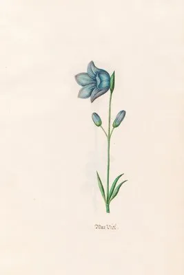 Meer Viol (1692) (Meer Viol (1692))