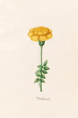 Flos Aphricanüs (1692)