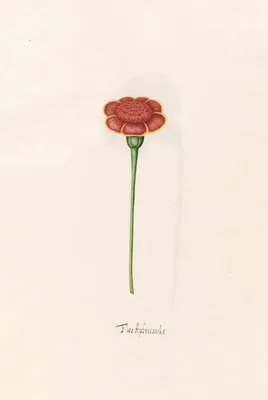 Flos Aphricanüs (1692)