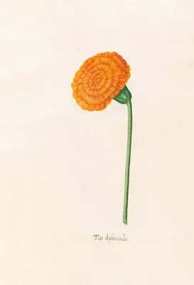 Flos Aphricanüs (1692)