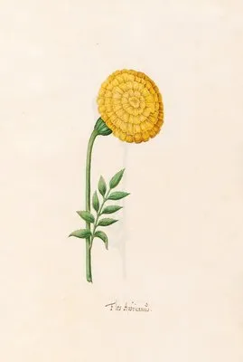 Flos Aphricanüs (1692)