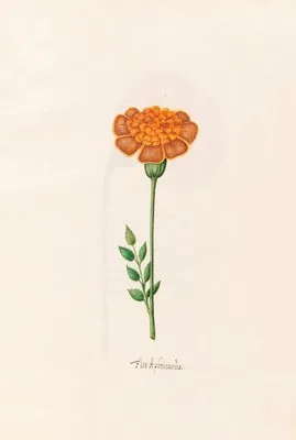 Flos Aphricanüs (1692)