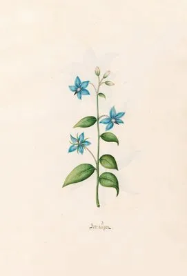 Borraügen (1692)