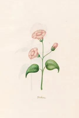 Nicotiana (1692) (Nicotiana (1692))