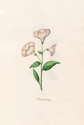 Flos admirabilis (1692) (Flos admirabilis (1692))