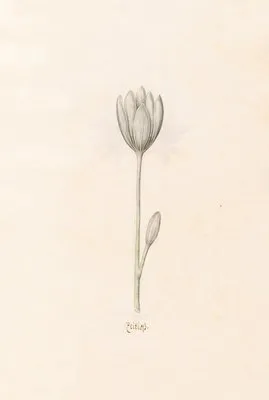 Zeitloss (1692) (Zeitloss (1692))