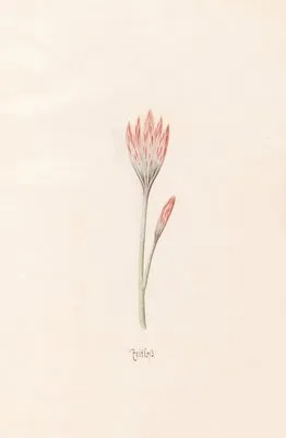 Zeitloss (1692) (Zeitloss (1692))