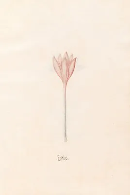 Zeitloss (1692) (Zeitloss (1692))