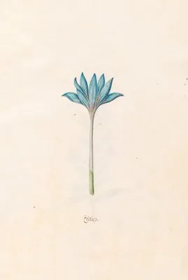 Zeitloss (1692) (Zeitloss (1692))