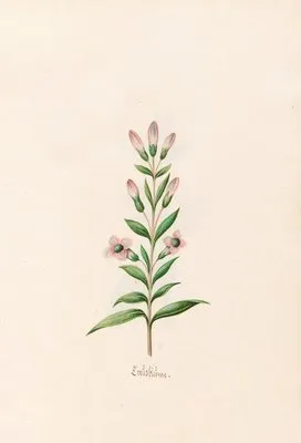 Creüzblüme (1692)