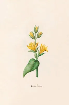 Canna Indica (1692) (Canna Indica (1692))