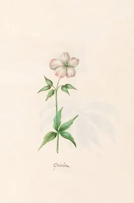 Geraniüm (1692)