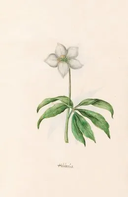 Helleborüs (1692)