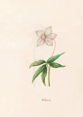 Helleborüs (1692)