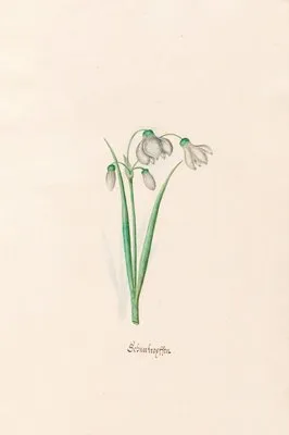 chneefroyffenn. [Schneeflocken] (1692) (chneefroyffenn. [Schneeflocken] (1692))