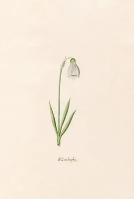 Schneefroyfen. [Schneeflocken] (1692) (Schneefroyfen. [Schneeflocken] (1692))