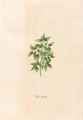 Rose à Jericho (1692)