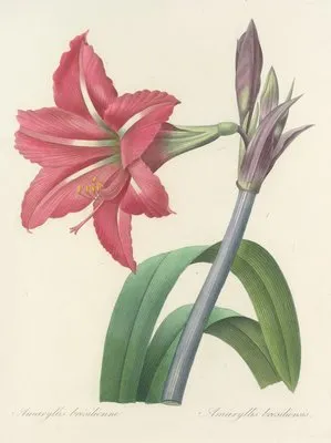 Choix des plus belles fleurs pl 005 (1827) (Choix des plus belles fleurs pl 005 (1827))