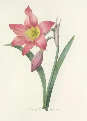 Choix des plus belles fleurs pl 006 (1827) (Choix des plus belles fleurs pl 006 (1827))