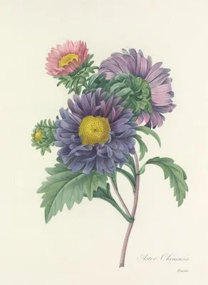Choix des plus belles fleurs pl 010 (1827) (Choix des plus belles fleurs pl 010 (1827))
