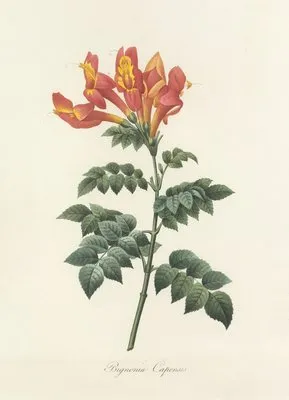 Choix des plus belles fleurs pl 013 (1827) (Choix des plus belles fleurs pl 013 (1827))