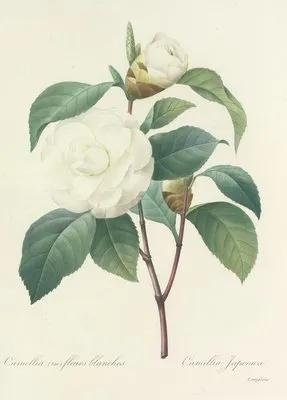 Choix des plus belles fleurs pl 017 (1827) (Choix des plus belles fleurs pl 017 (1827))