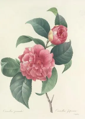 Choix des plus belles fleurs pl 018 (1827) (Choix des plus belles fleurs pl 018 (1827))
