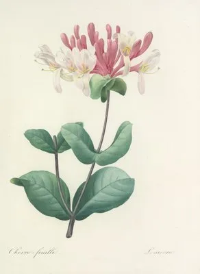 Choix des plus belles fleurs pl 023 (1827) (Choix des plus belles fleurs pl 023 (1827))