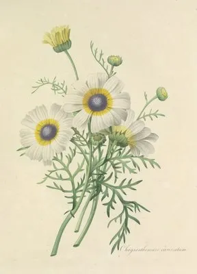 Choix des plus belles fleurs pl 024 (1827) (Choix des plus belles fleurs pl 024 (1827))