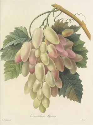 Choix des plus belles fleurs pl 027 (1827) (Choix des plus belles fleurs pl 027 (1827))