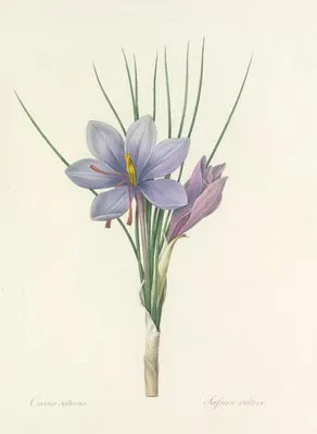 Choix des plus belles fleurs pl 028 (1827) (Choix des plus belles fleurs pl 028 (1827))