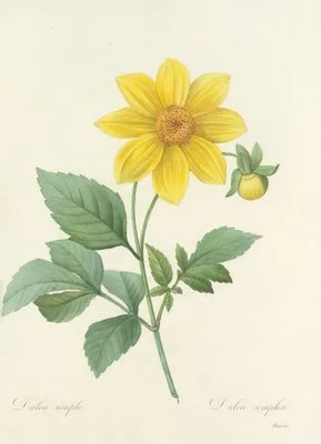 Choix des plus belles fleurs pl 031 (1827) (Choix des plus belles fleurs pl 031 (1827))