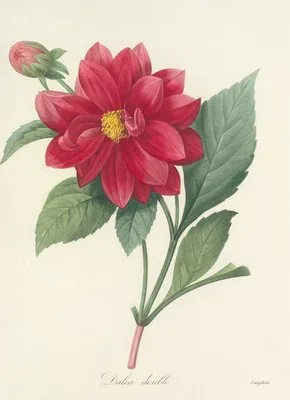 Choix des plus belles fleurs pl 032 (1827) (Choix des plus belles fleurs pl 032 (1827))