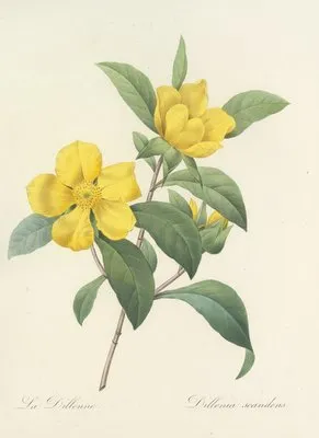 Choix des plus belles fleurs pl 035 (1827) (Choix des plus belles fleurs pl 035 (1827))