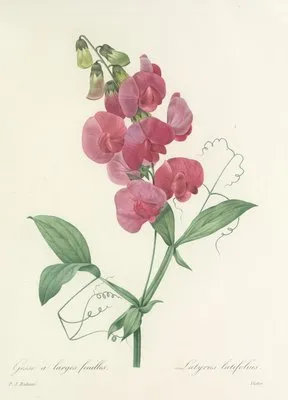 Choix des plus belles fleurs pl 038 (1827) (Choix des plus belles fleurs pl 038 (1827))
