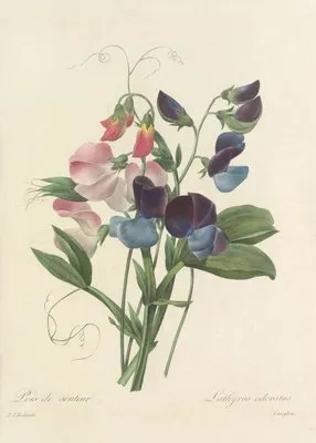 Choix des plus belles fleurs pl 039 (1827) (Choix des plus belles fleurs pl 039 (1827))