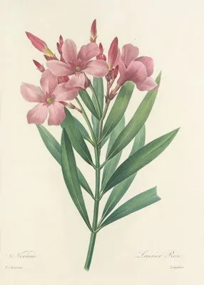 Choix des plus belles fleurs pl 040 (1827) (Choix des plus belles fleurs pl 040 (1827))