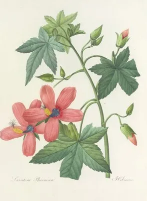 Choix des plus belles fleurs pl 041 (1827) (Choix des plus belles fleurs pl 041 (1827))